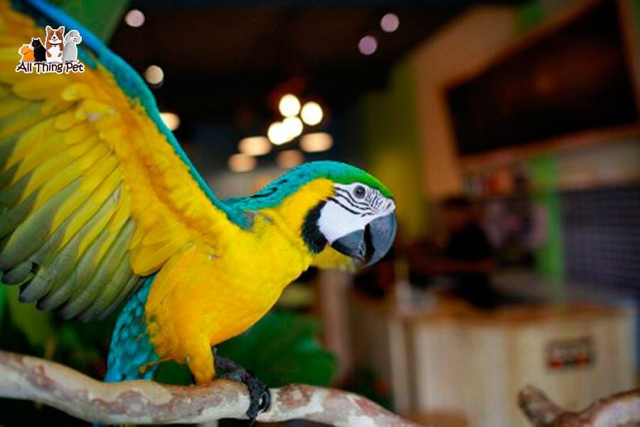 Vẹt bị bệnh chướng diều điều trị như thế nào hiệu quả