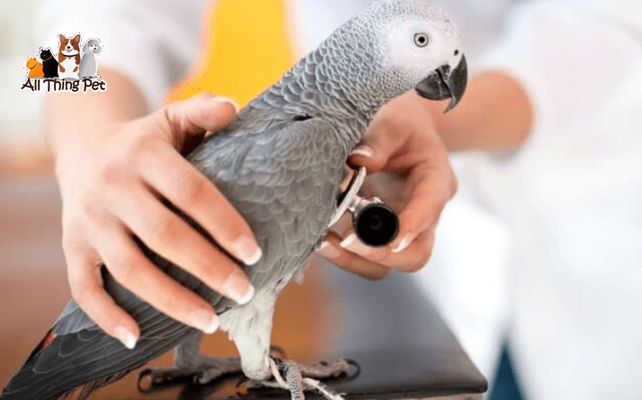 Vẹt bị cảm lạnh – Phòng và điều trị bệnh cảm lạnh ở vẹt