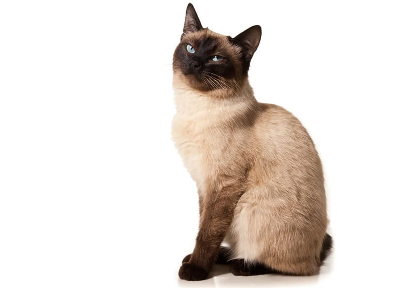 Lông ngắn nhưng bóng và đẹp, mọc sắt thân