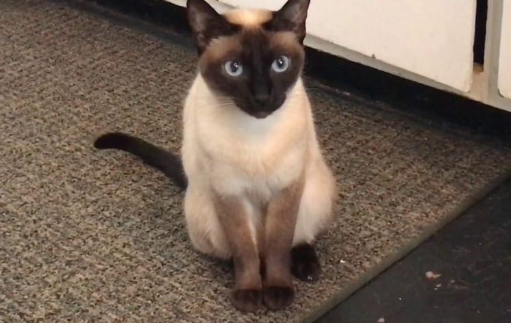 Mèo Xiêm được xem như một vị thần mang lại may mắn