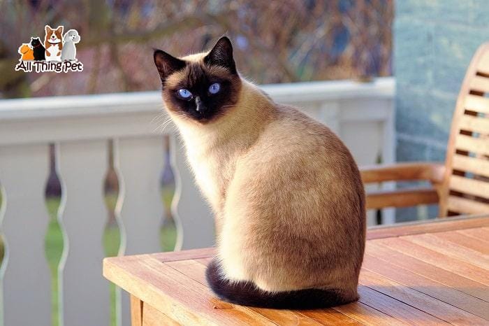 Vị thần may mắn mang hình dáng thú cưng: Mèo Xiêm - Tin Tức Vật Nuôi 24h