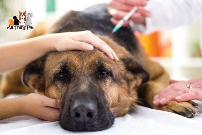 Viêm dạ dày cấp tính ở chó: Hiểu đúng mới chữa được bệnh dứt điểm