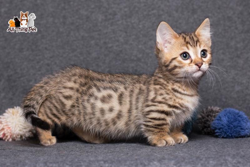 "Xúc xích di động" Mèo Munchkin có đặc điểm hay ho gì? - Tin Tức Vật Nuôi 24h