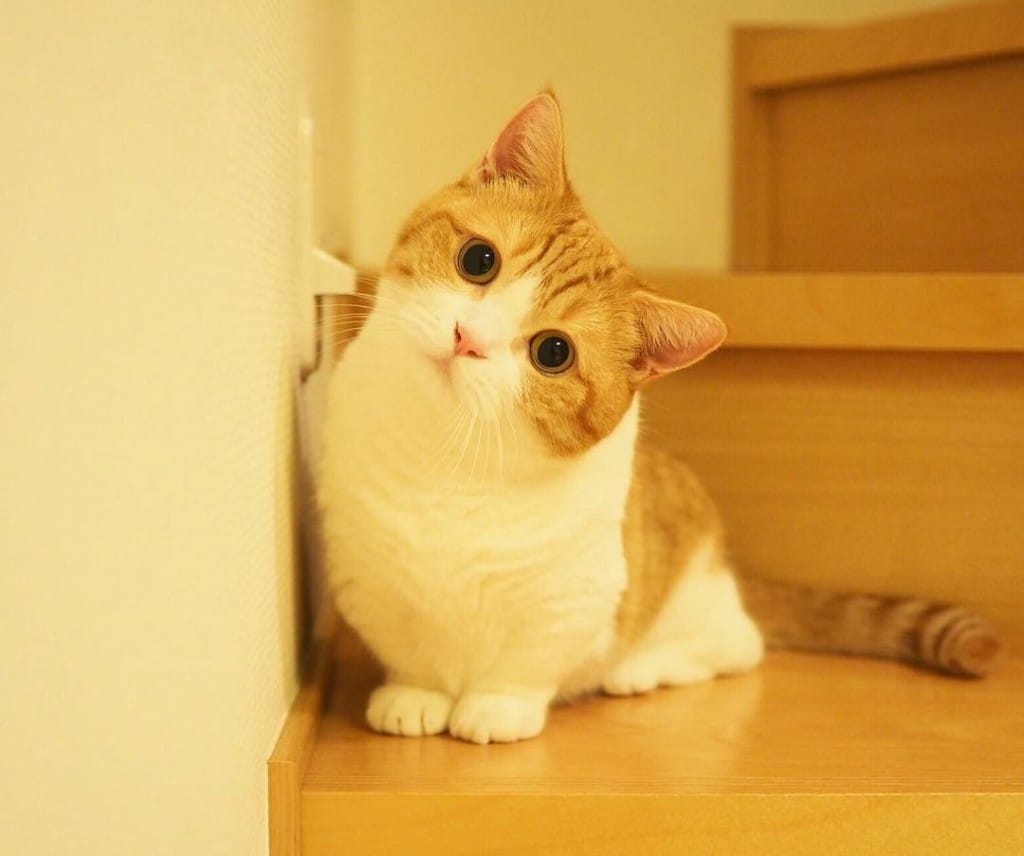 Đôi chân ngắn dễ thương và dáng đi chảy mỡ