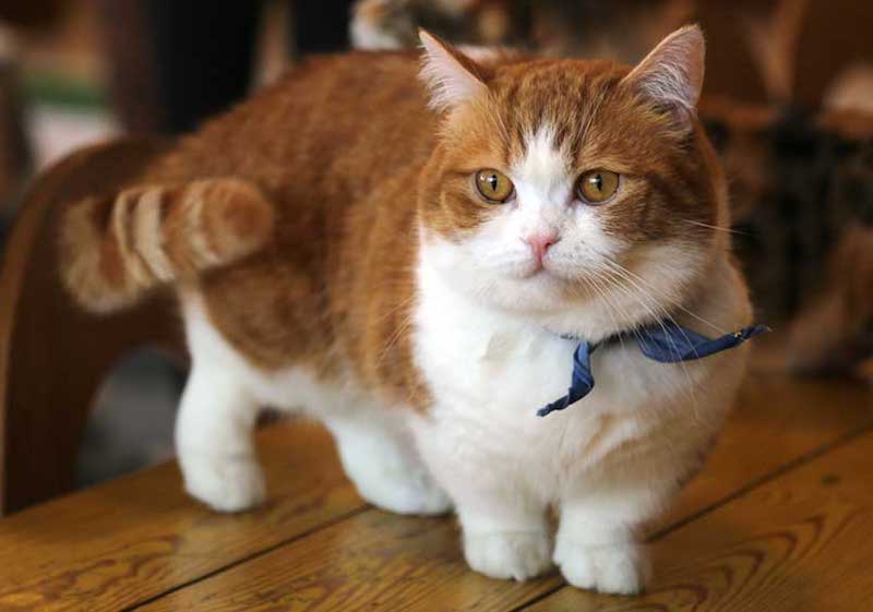 Mèo Munchkin có giá khá cao