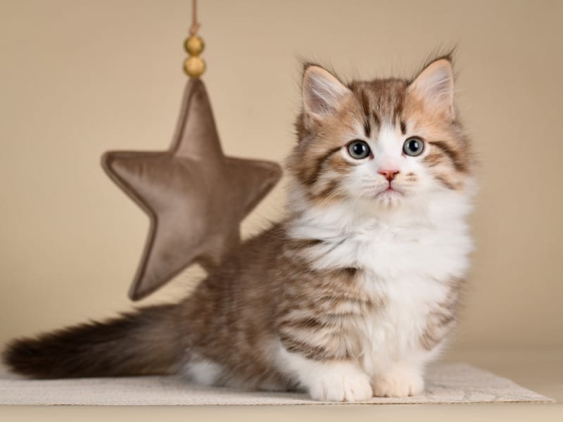 Munchkin được mô tả là có tính cách “như sóc”