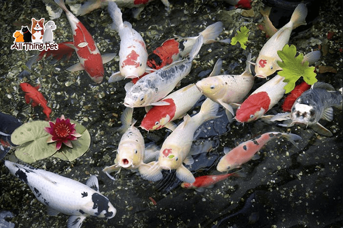 Ý nghĩa của các loại cá Koi và những kiến thức mà người nuôi cần nắm