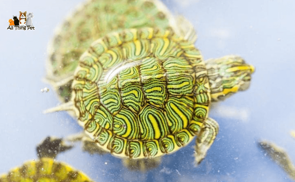 Rùa nuôi bị bệnh - Nhận biết sức khỏe rùa qua màu sắc phân