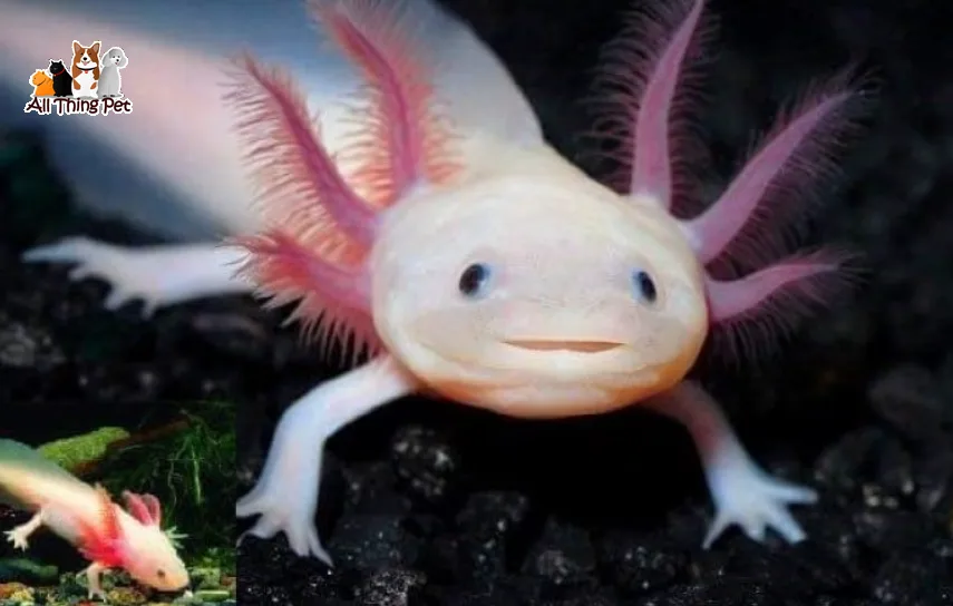 Hướng dẫn tạo môi trường sống cho cá Axolotl