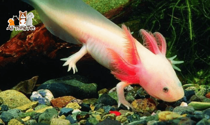 Cách nuôi cá khủng long 6 sừng (Axolotl) chi tiết từ A-Z