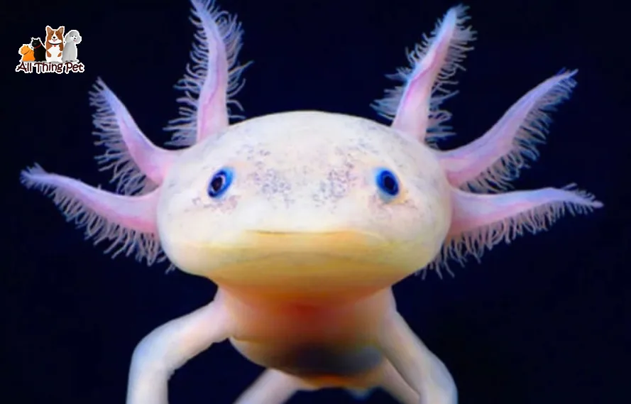 Chăm sóc cá Axolotl đúng cách