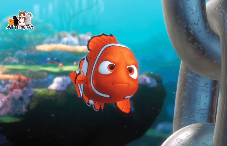 Đặc điểm độc đáo của Cá Hề Nemo