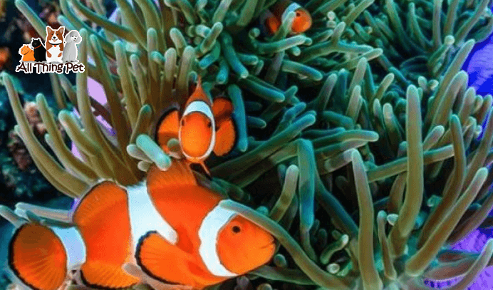 Cách xây dựng môi trường sống lý tưởng cho Cá Hề Nemo