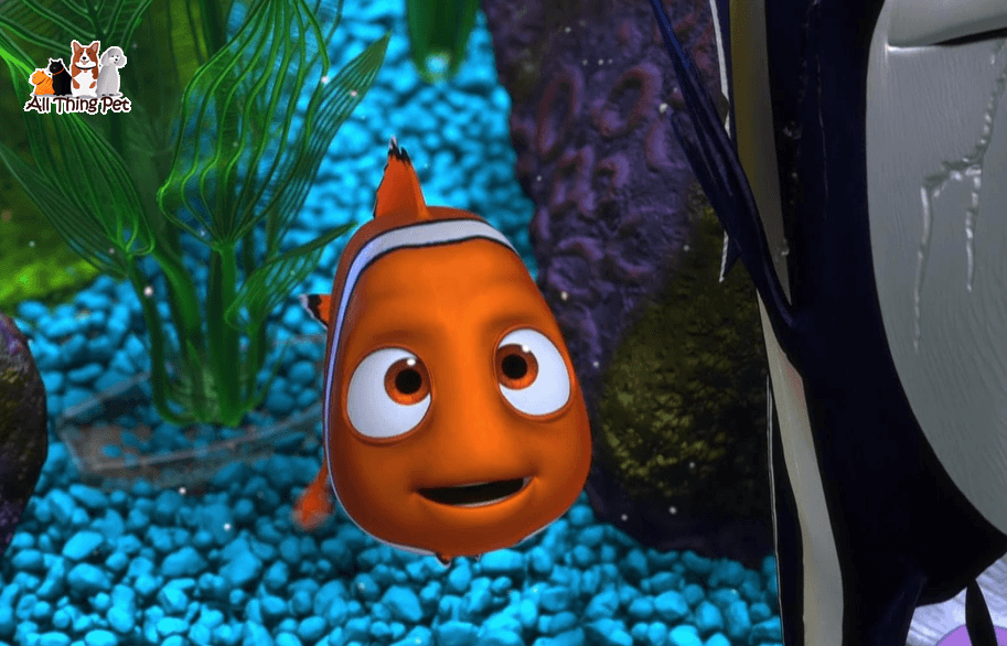 Hướng dẫn cách nuôi Cá Hề Nemo đúng cách cho người mới
