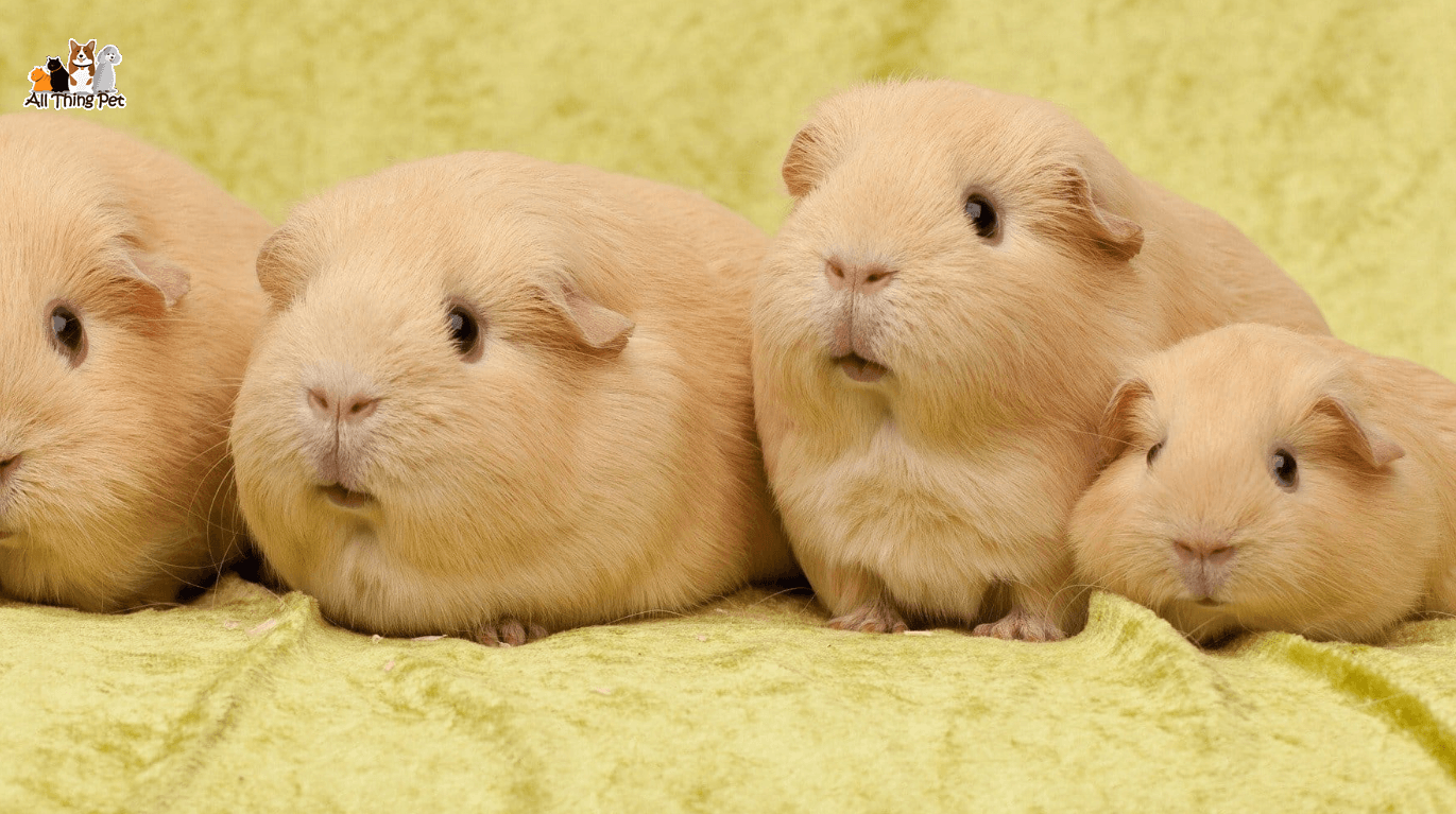 Hướng dẫn cách nuôi và chăm sóc bọ ú cho người mới bắt đầu