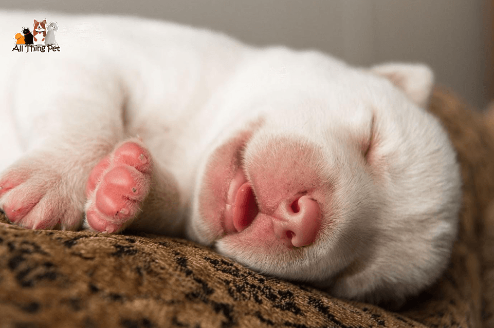 Chó con ngủ nhiều - Điều bình thường hay dấu hiệu cần lo lắng?