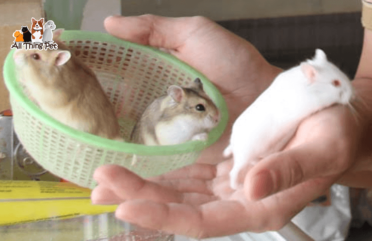 Dấu hiệu nhận biết chuột hamster mang thai