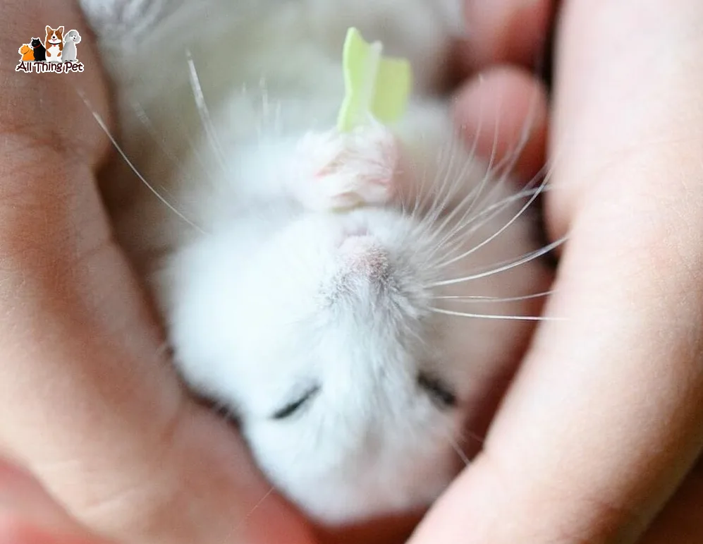 Chăm sóc chuột hamster con sau khi sinh