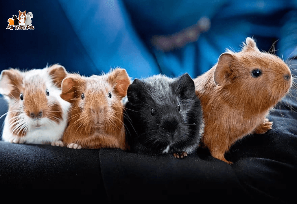 Chuột Hamster đẻ - Cách chăm sóc mẹ và Hamster con hiệu quả