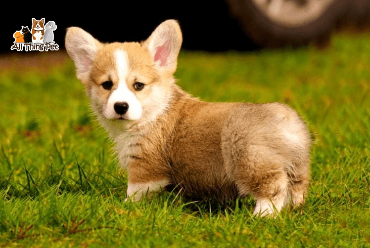 Chó Corgi – Thân thiện, dễ huấn luyện