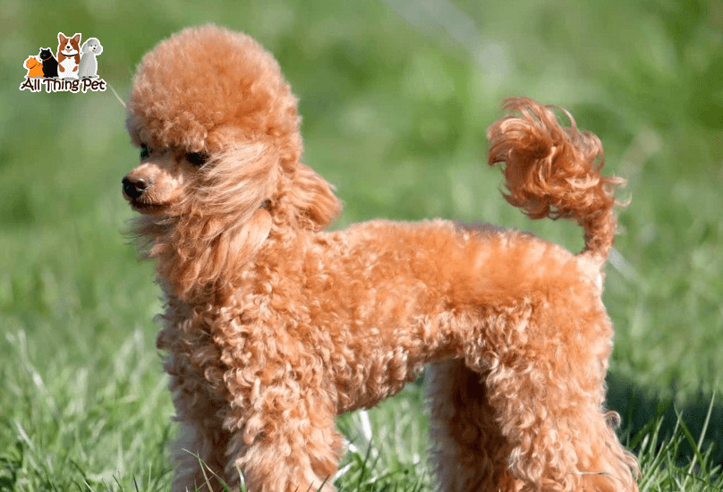 Chó Poodle – Không rụng lông, cực kỳ thông minh