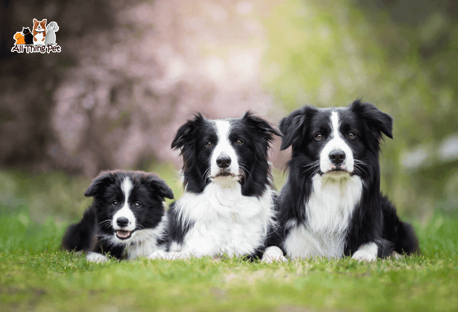 Border Collie - Trung thành và thông minh