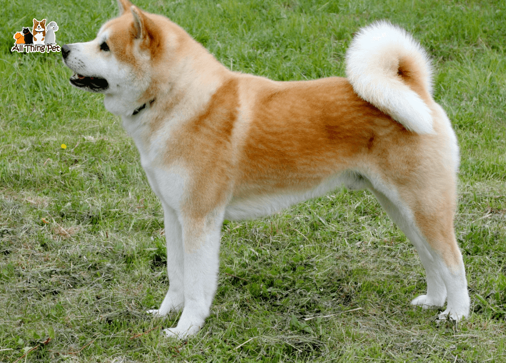 Akita Inu - Quốc Khuyển của Nhật Bản