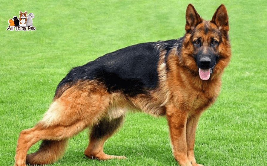 Becgie Đức (German Shepherd) - Thông minh và dũng cảm