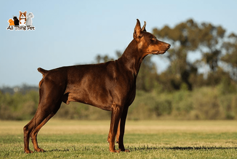 Doberman Pinscher - Nhanh nhẹn và trung thành