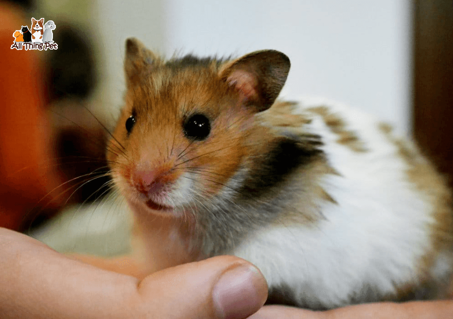 Nguyên nhân khiến Hamster bị ướt đuôi