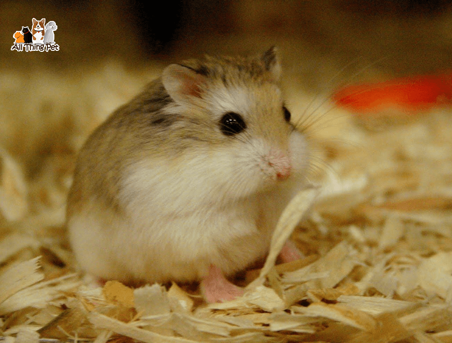 Hamster bị ướt đuôi – Nguyên nhân, dấu hiệu và cách điều trị