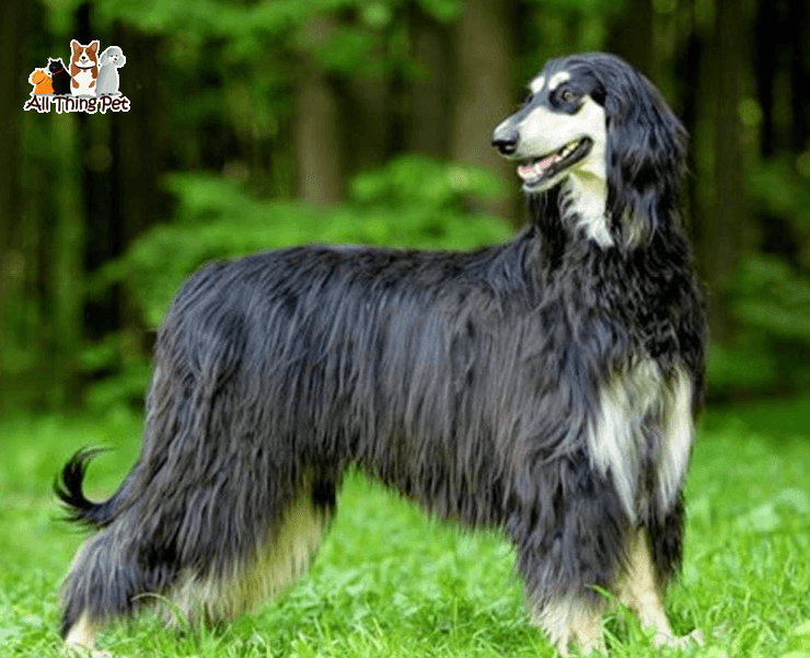 Chó Afghan Hound – Biểu tượng quý tộc của Châu Âu