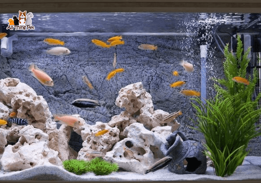 Nuôi cá Ali – Nguồn gốc, đặc điểm, các giống cá Ali đẹp