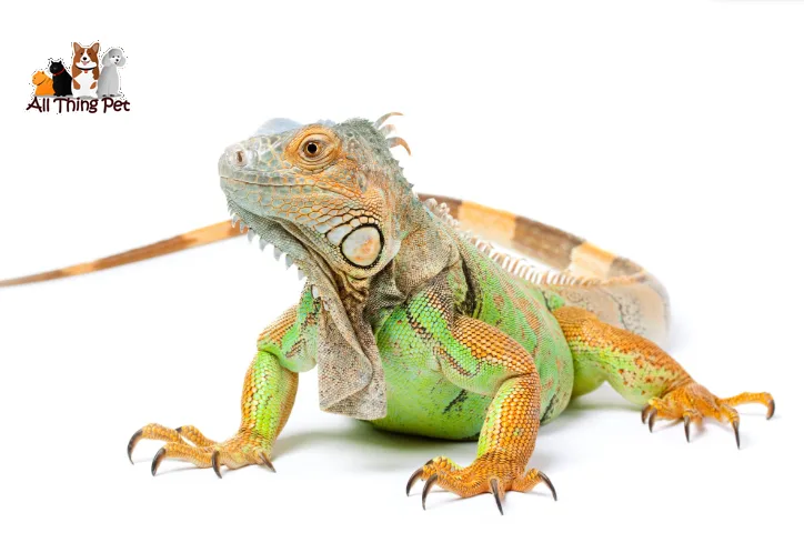 Lưu ý khi chăm sóc Rồng Đất
