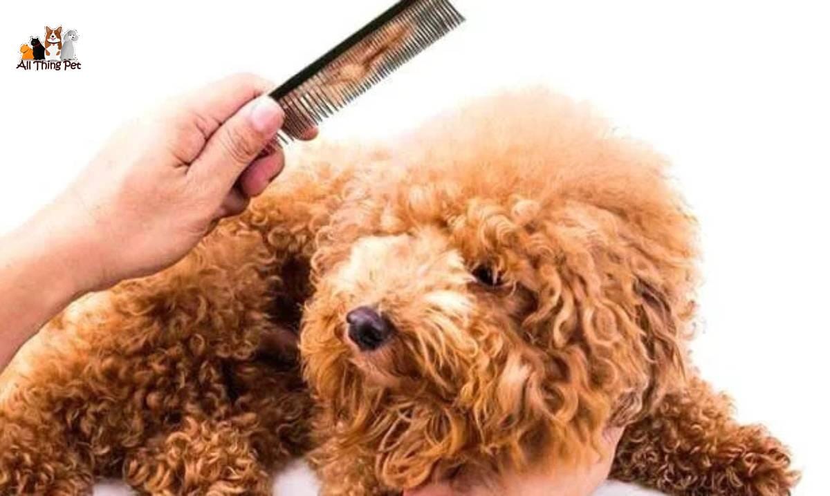 Các sản phẩm hỗ trợ mọc lông chó nên tham khảo