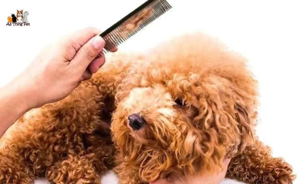 Các sản phẩm hỗ trợ mọc lông chó nên tham khảo