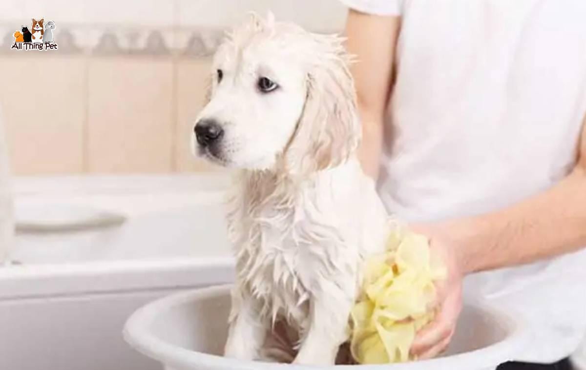 Cách kích thích mọc lông chó nhanh hiệu quả, dày và mượt