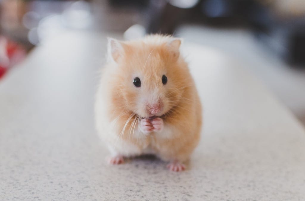 Mách bạn cách chăm sóc Hamster sinh con đúng cách