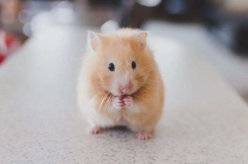Mách bạn cách chăm sóc Hamster sinh con đúng cách