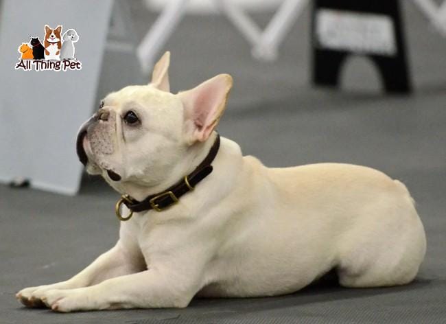 Cách nuôi chó Bull đúng cách cho người mới bắt đầu