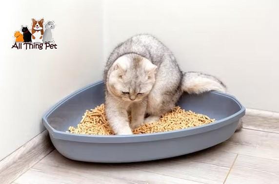 Cát đi vệ sinh cho mèo – Cách chọn loại tốt và mẹo sử dụng hiệu quả