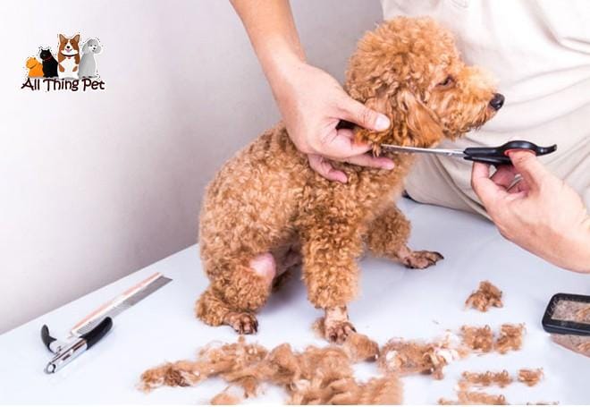 Cắt tỉa lông cho chó – Hướng dẫn chi tiết và mẹo từ chuyên gia