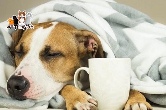 Chó bị bệnh care: Dấu hiệu, nguyên nhân và cách điều trị hiệu quả