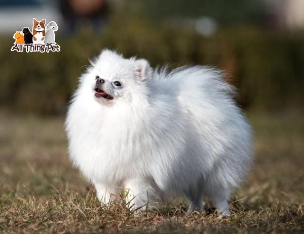 Chó Phốc Sóc là gì? Tìm hiểu chi tiết về giống Phốc Sóc