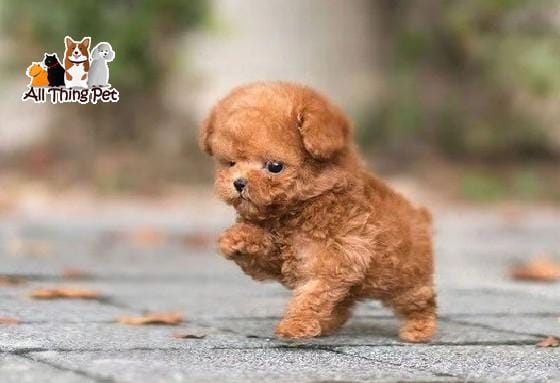 Chó Poodle chân ngắn đáng yêu, dễ nuôi, giá hợp lý