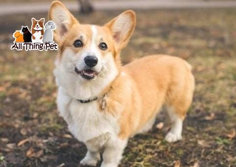Corgi có đuôi không? Sự thật bất ngờ về giống chó dễ thương này
