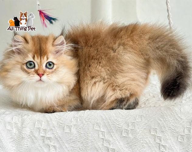 Mèo golden lông dài – Đặc điểm, giá bán & cách nuôi