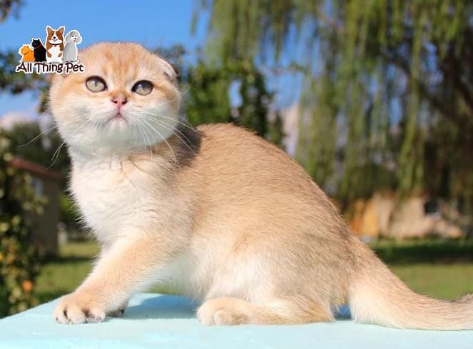 Mèo golden tai cụp - Giống mèo quý phái được săn đón nhất