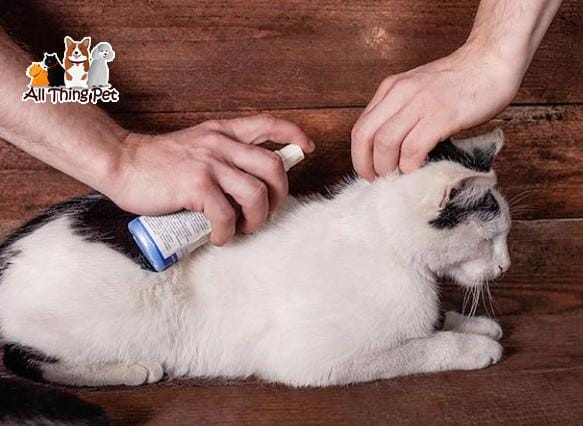 Thuốc trị rận mèo – Giải pháp hiệu quả bảo vệ sức khỏe thú cưng